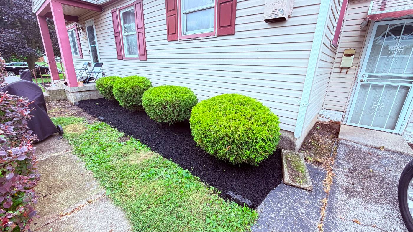 Shrub pruning and mulch installation — trimmed evergreen shrubs with fresh black mulch