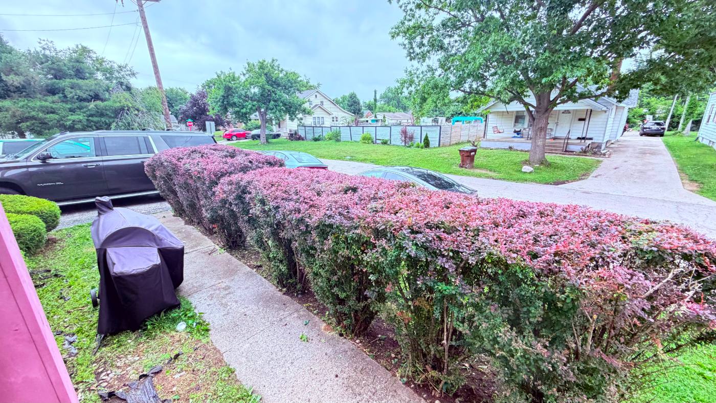 Hedge and shrub trimming service — neatly pruned barberry hedge